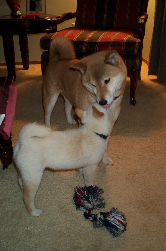 冰原与热土的对决，迪亚斯关键时刻的救赎，南非如何绝境逢生